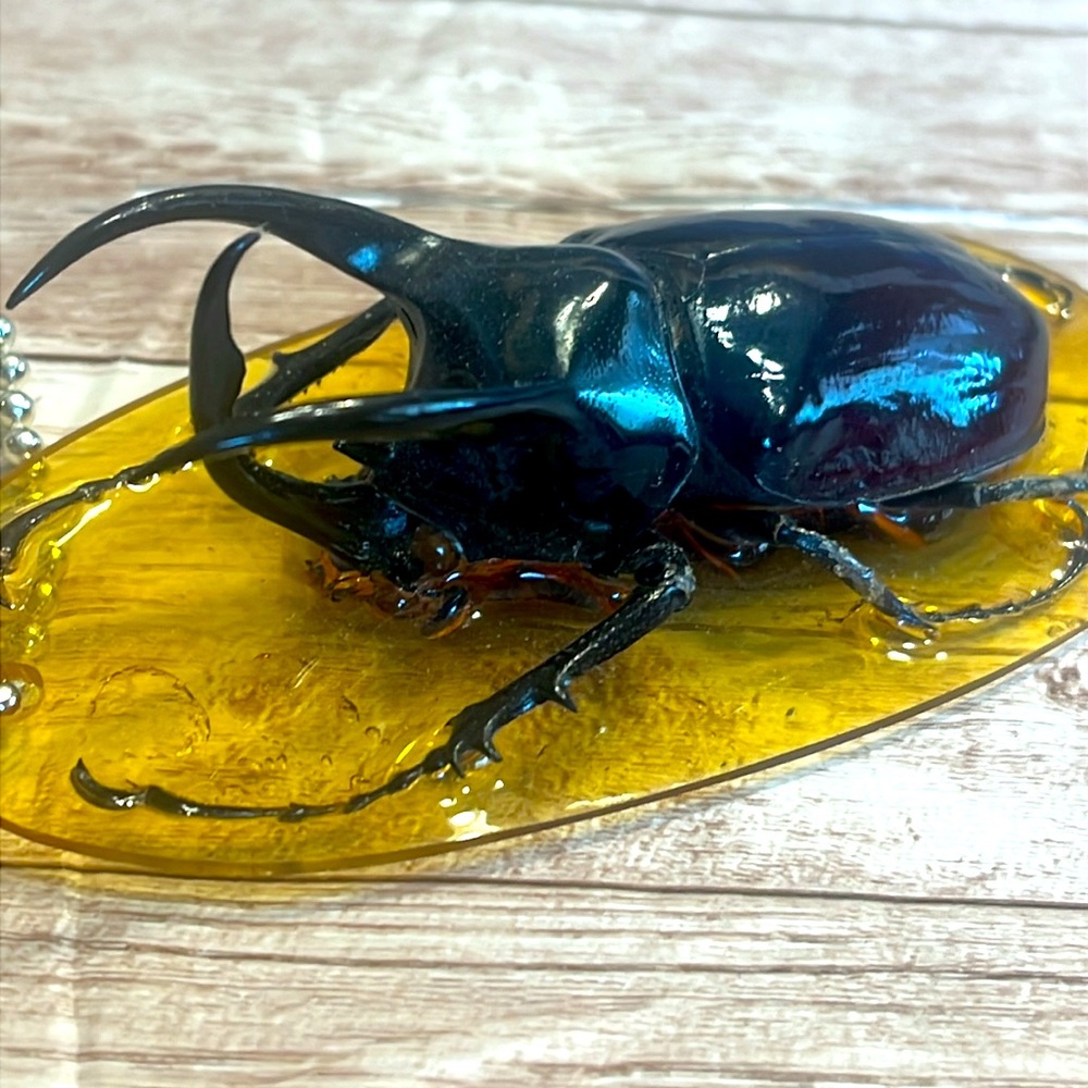 Megasoma rex (actaeon), rhino beetle, rhinocerus beetle, giant beetle from Peru